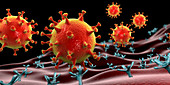 Covid-19 coronavirus binding to human cell, illustration