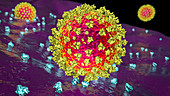 Covid-19 coronavirus binding to human cell, illustration