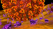 Covid-19 coronavirus binding to human cell, illustration