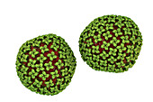 Hantavirus particles, illustration