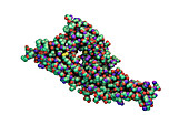 Hantavirus glycoprotein Gc, molecular model