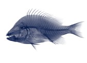 Tilapia fish, X-ray