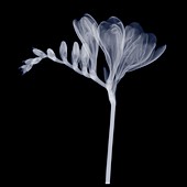 Freesia, X-ray