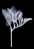 Freesia, X-ray