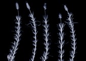 Lavender (Lavandula sp.), X-ray