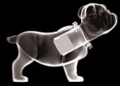 Plastic nodding bulldog, X-ray