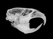 Muskrat skull from side, X-ray