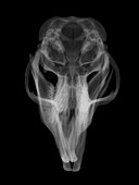 Muskrat skull from below, X-ray