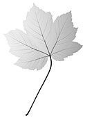 Maple leaf (Acer sp.), X-ray