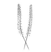 Two bugbane (Actaea simplex) plants, X-ray