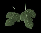 Two green fig (Ficus carica) leaves overlapping, X-ray