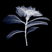 Gardenia, X-ray