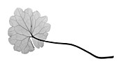 Cranesbill leaf, (Geranium sp.), X-ray