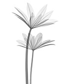 Lupin (Lupinus sp.) leaves, X-ray