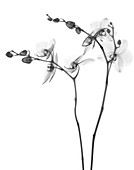 Orchid (Phalaenopsis sp.), X-ray