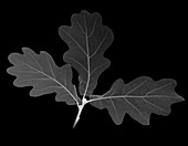 Oak leaf (Quercus sp.), X-ray