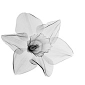 Daffodil (Narcissus sp.), X-ray