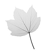 Maple (Acer sp.), X-ray