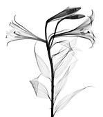 Lily (Lilium longiflorum), X-ray