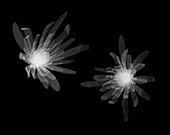 Chrysanthemum heads, X-ray
