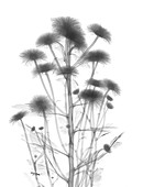 Chrysanthemum, X-ray