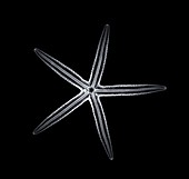 Starfish, X-ray