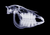 Horse skull, X-ray