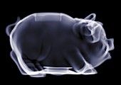 Empty piggy bank, X-ray