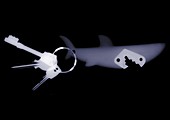 Shark key ring and keys, X-ray