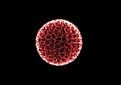 Textured red ball, X-ray