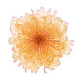 Marigold (Tagetes sp.) flower head, X-ray