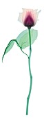 Rose with a long stem and two leaves, X-ray