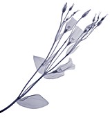 Branch with multiple flowers and buds, X-ray