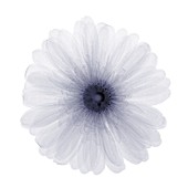Flower, X-ray