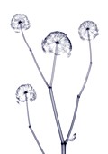Four delicate flowers on a stem, X-ray