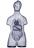 Anatomical model, X-ray