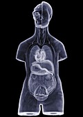 Human torso anatomical display, X-ray