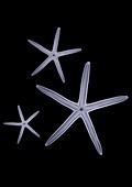 Three Starfish, X-ray