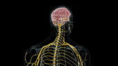 Human brain showing substantia nigra