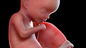 Human foetus at 18 weeks