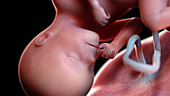 Human foetus at 27 weeks