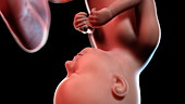 Human foetus at 37 weeks