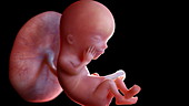 Human foetus at 12 weeks