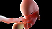 Human embryo at 7 weeks