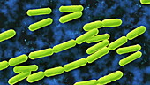 Bacteria multiplying
