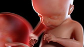 Human foetus at 21 weeks