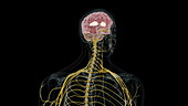 Human brain showing putamen