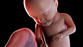 Human foetus at 31 weeks