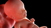 Human foetus at 23 weeks