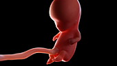 Human foetus at 10 weeks